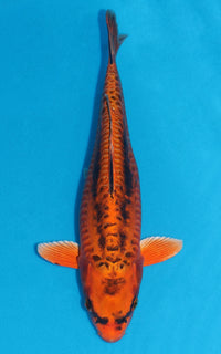 Thumbnail for Doitsu Kin Matsuba - 37cm REF:29122