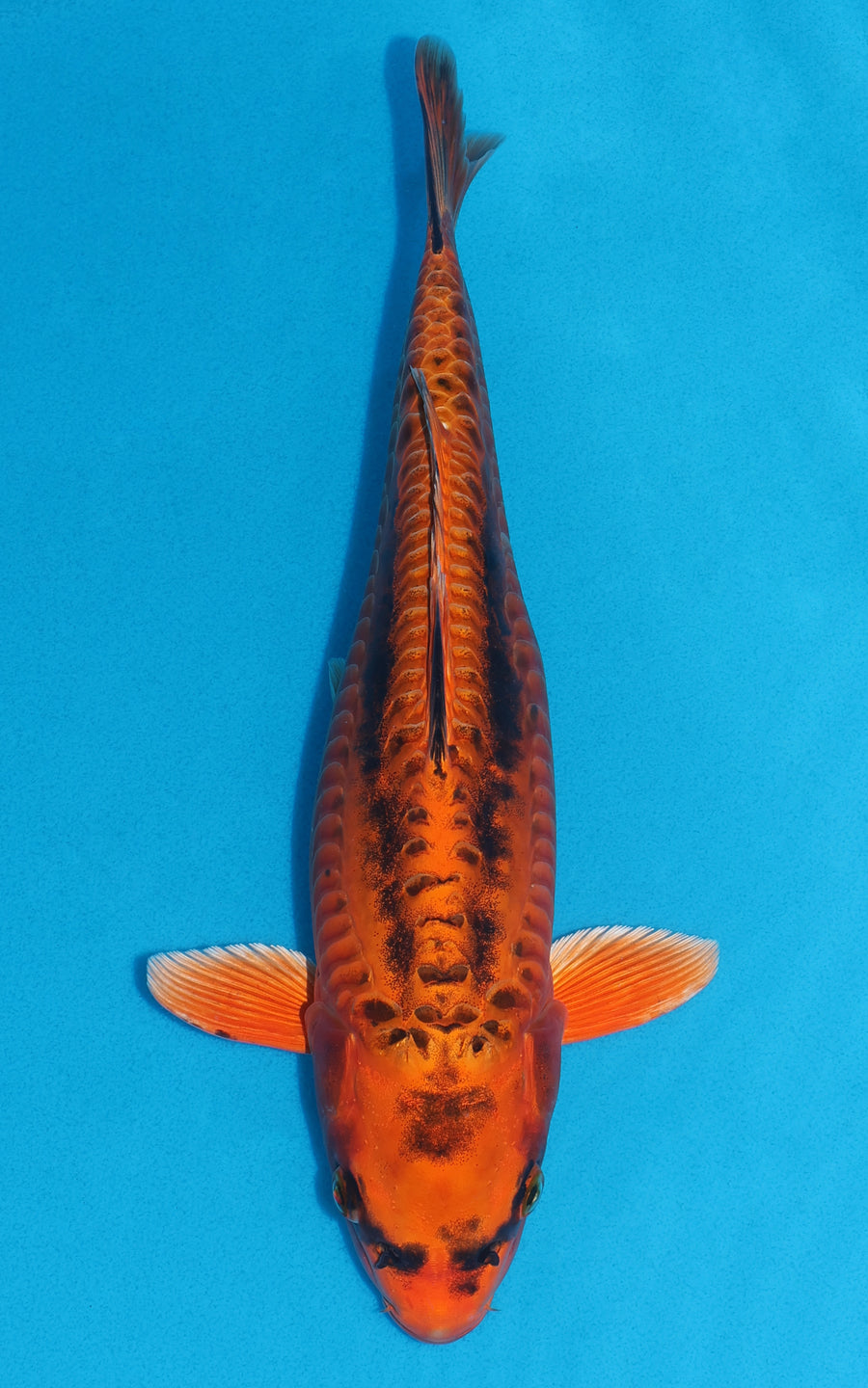 Doitsu Kin Matsuba - 37cm REF:29122