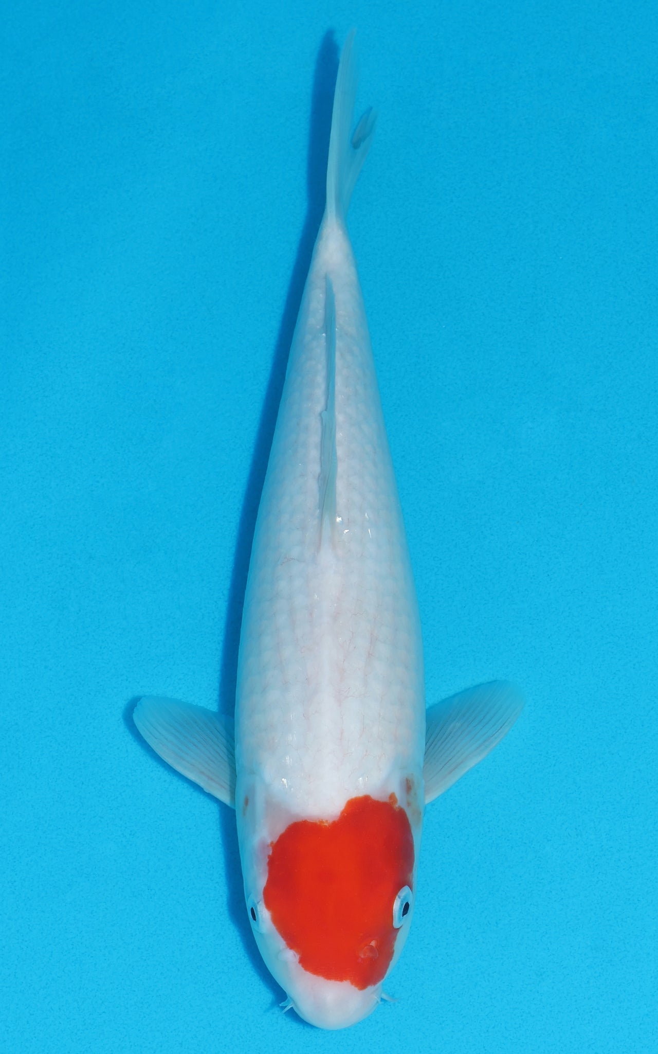 Tancho Kohaku - 37cm REF:29123