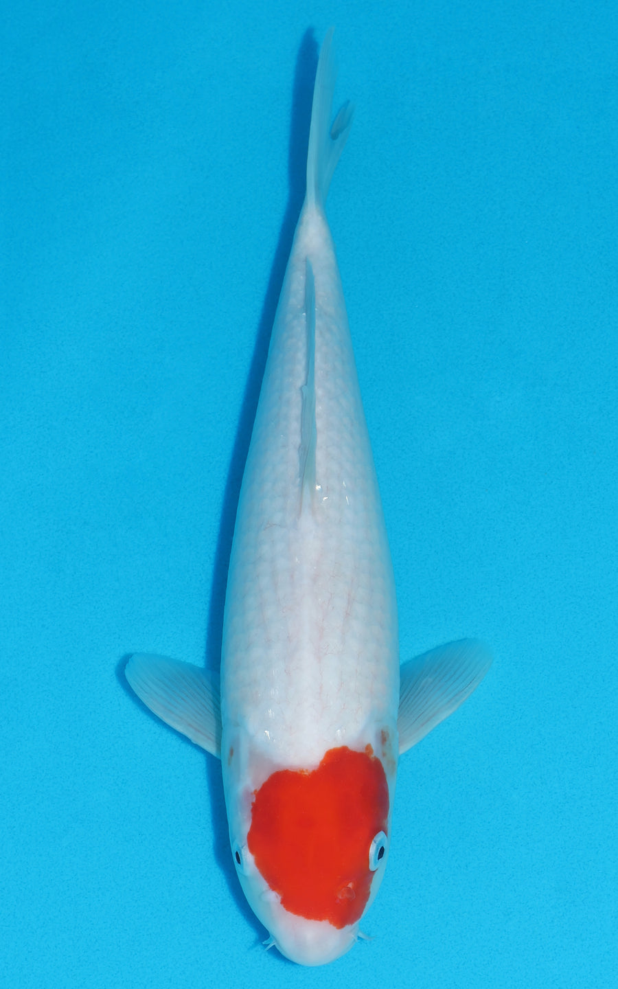 Tancho Kohaku - 37cm REF:29123