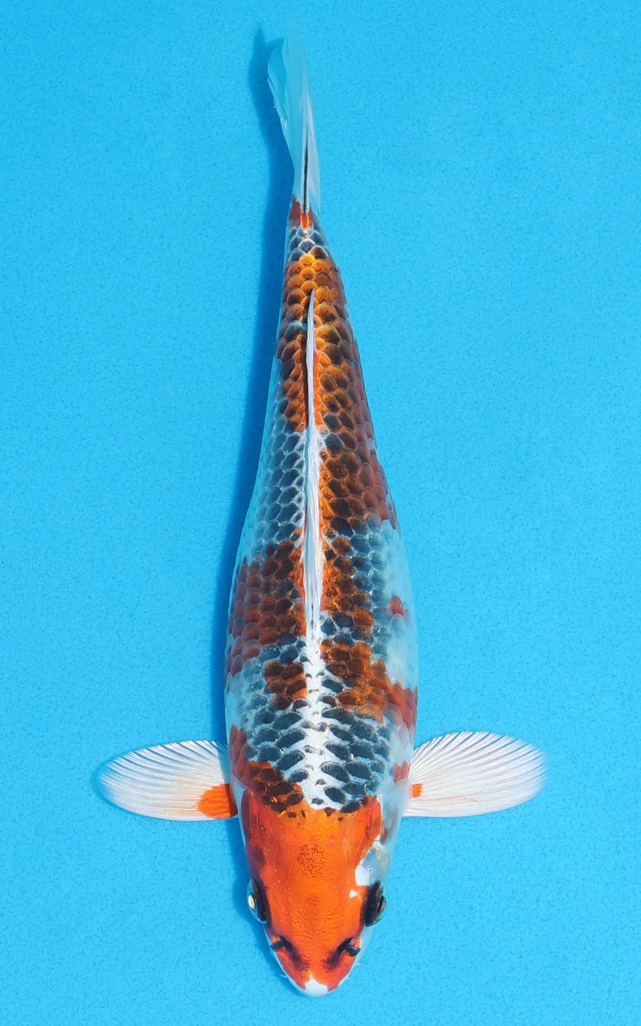 Kujaku - 22cm REF:70133