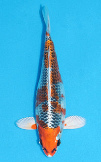 Thumbnail for Kujaku - 22cm REF:70133