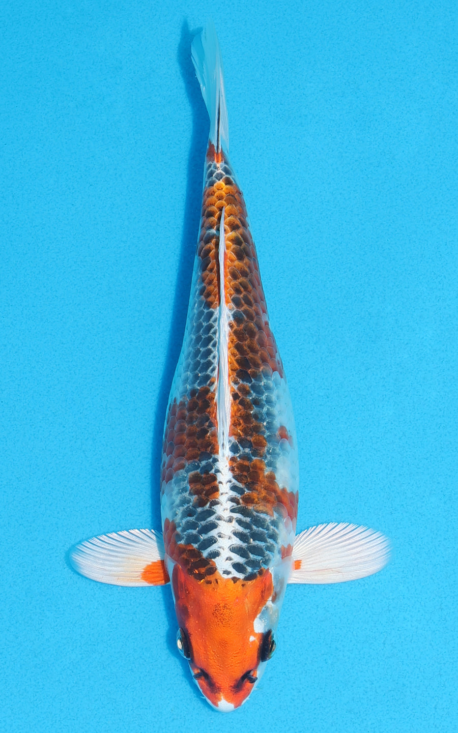 Kujaku - 22cm REF:70133