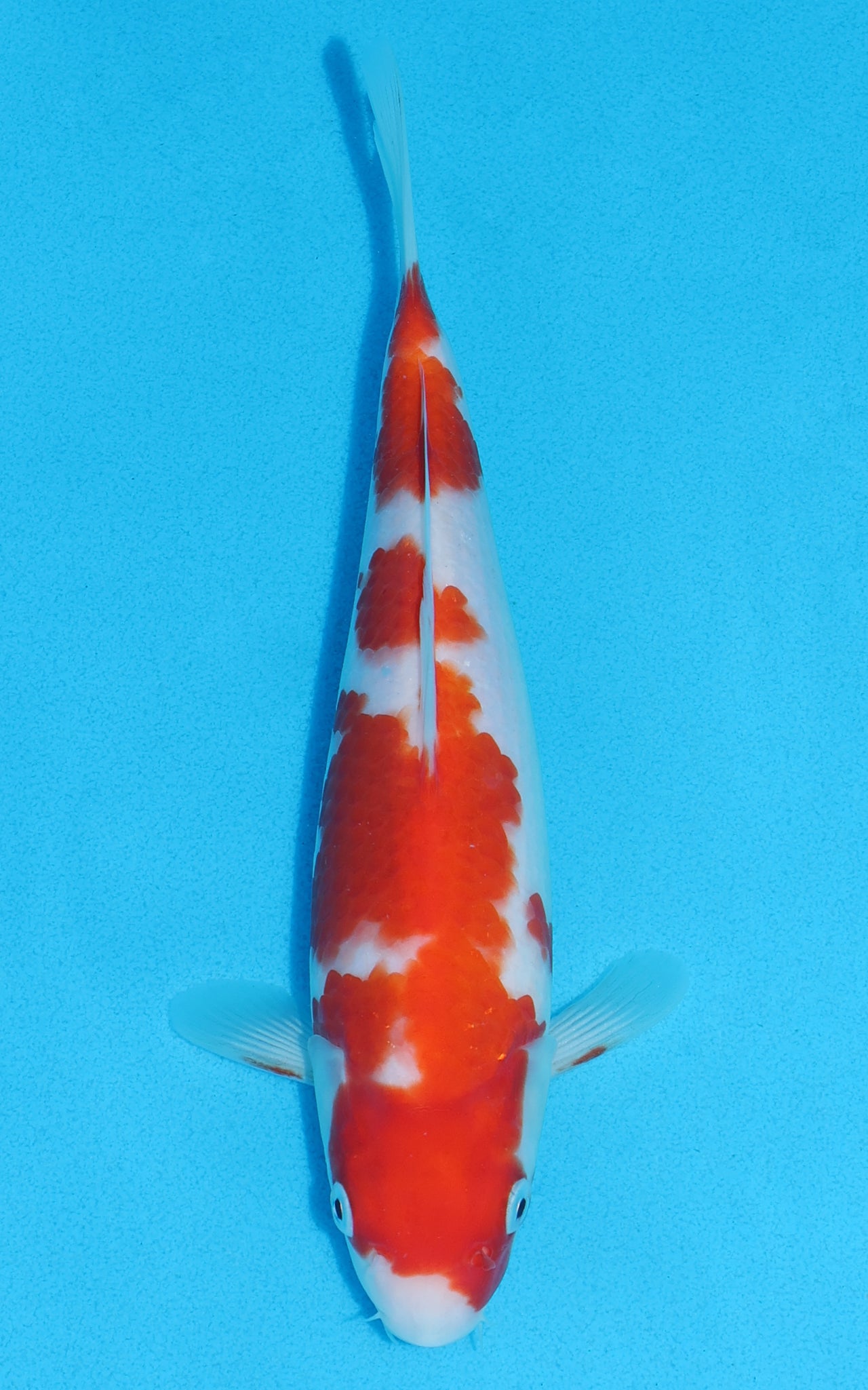 Kohaku - 24cm REF:70136