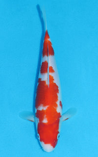 Thumbnail for Kohaku - 24cm REF:70136