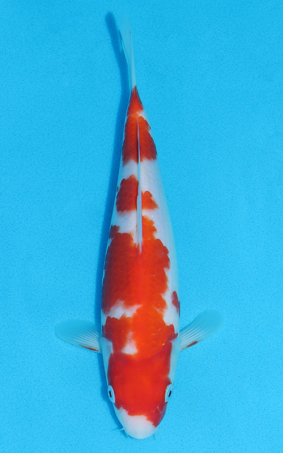 Kohaku - 24cm REF:70136