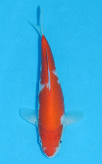 Thumbnail for Kohaku - 21cm REF:70138