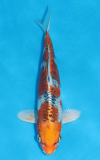 Thumbnail for Kujaku - 25cm REF:70139