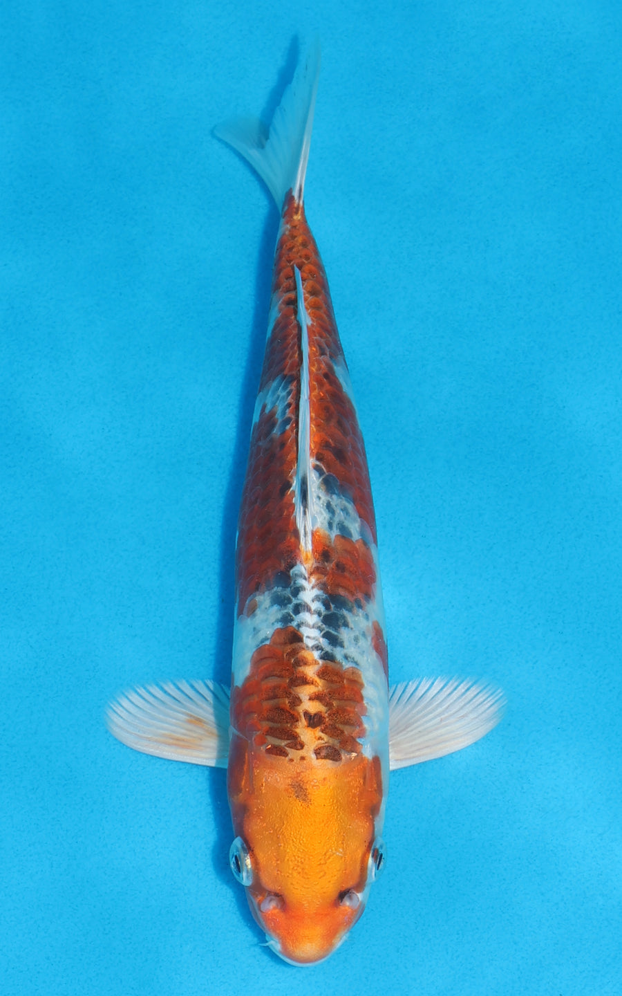 Kujaku - 25cm REF:70139