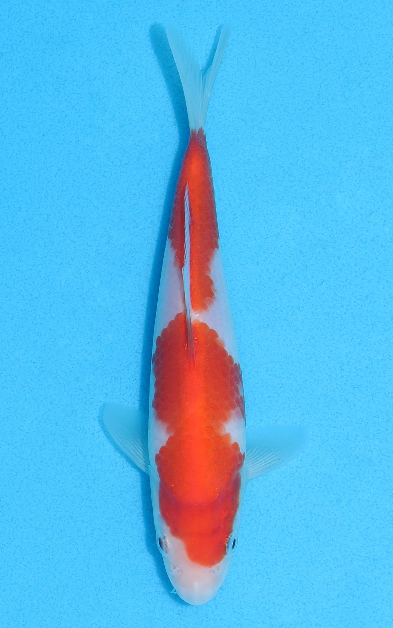 Kohaku - 18cm REF:70140