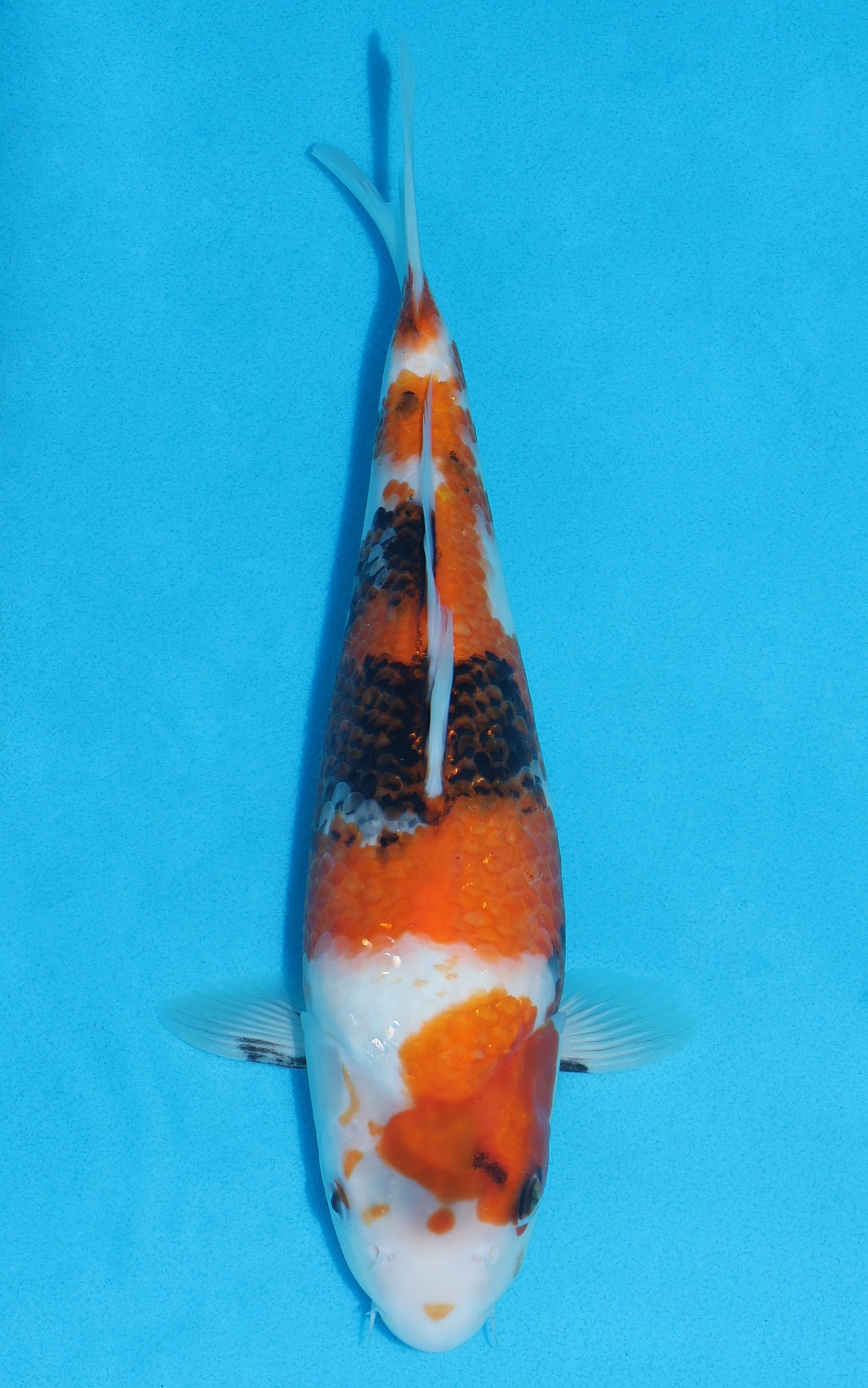 Showa - 30cm REF:13193