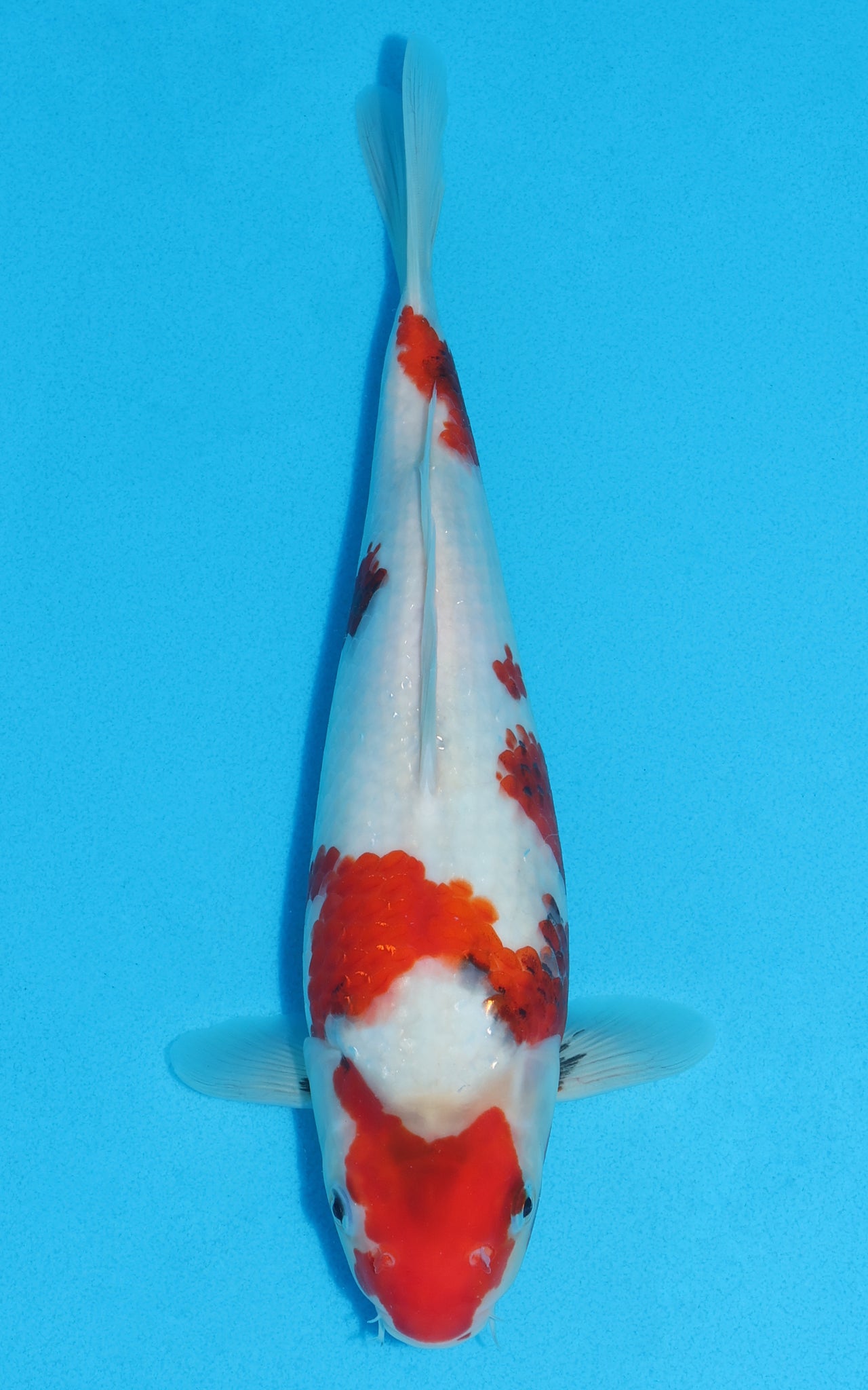 Showa - 30cm REF:13195
