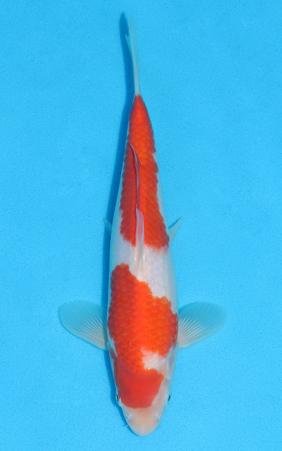 Kohaku - 28cm REF:13199
