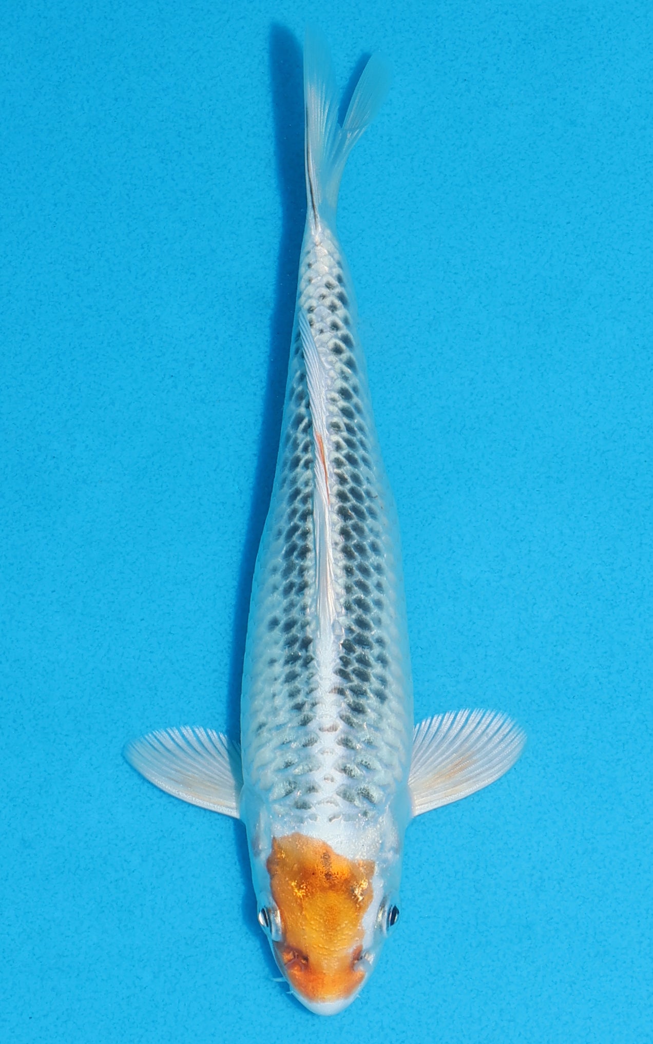 Tancho Kujaku - 18cm REF:70141