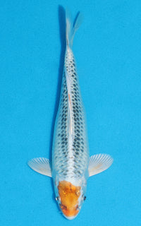 Thumbnail for Tancho Kujaku - 18cm REF:70141