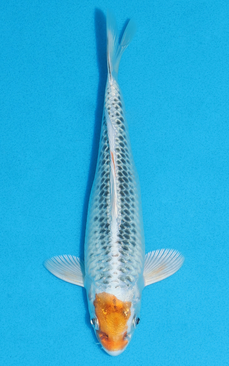 Tancho Kujaku - 18cm REF:70141