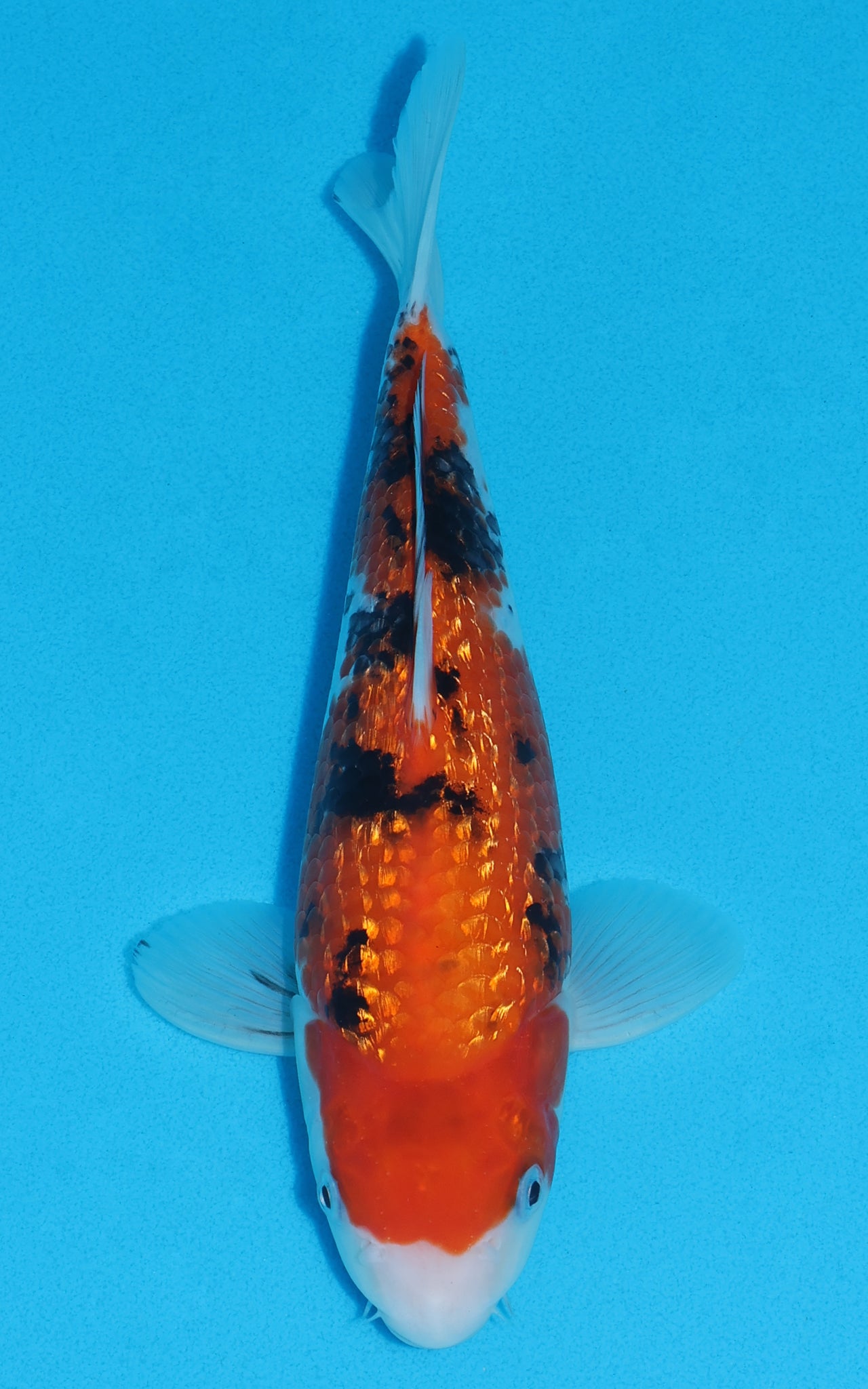 Gin Rin Sanke - 27cm REF:13200