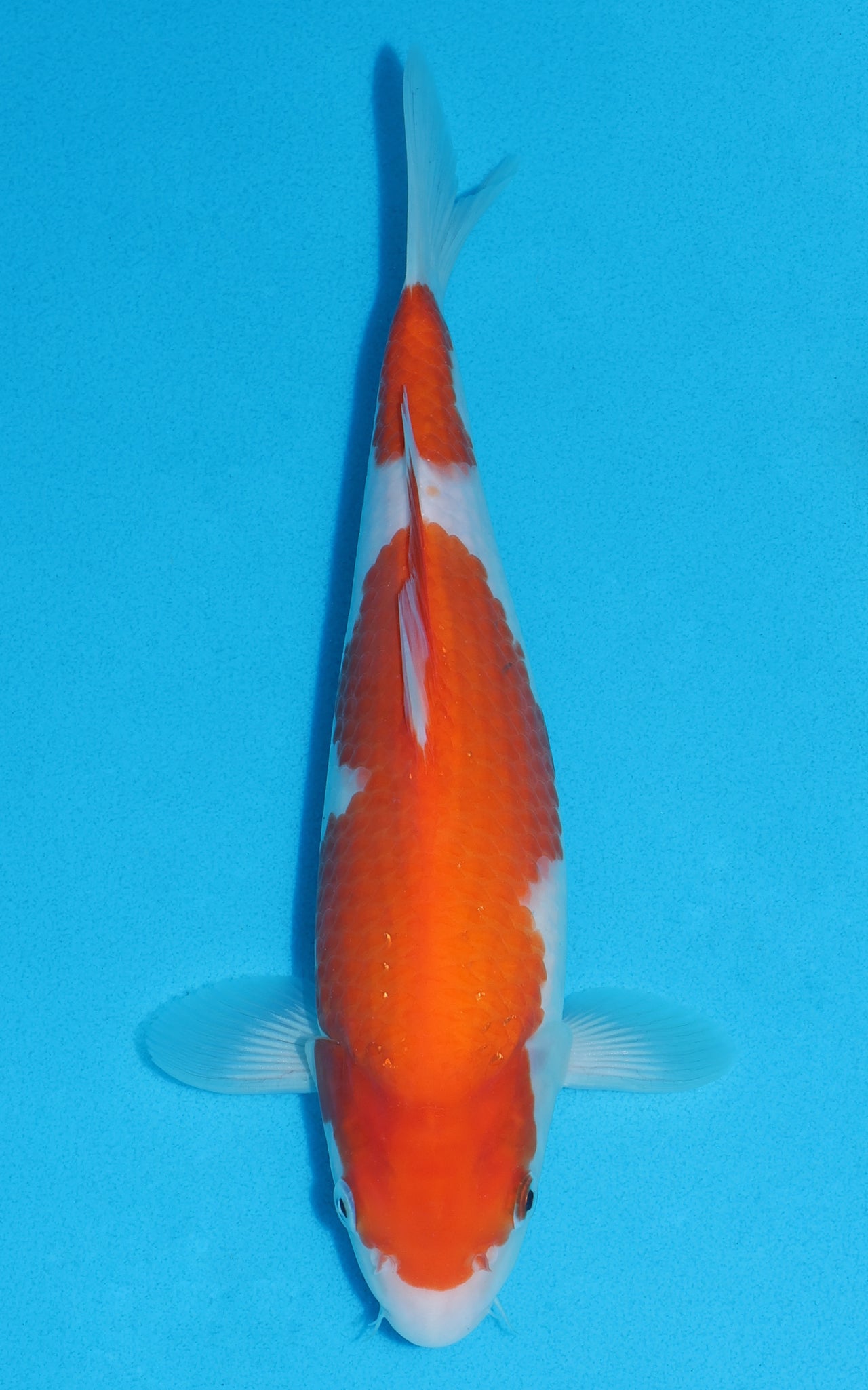 Kohaku - 29cm REF:13201