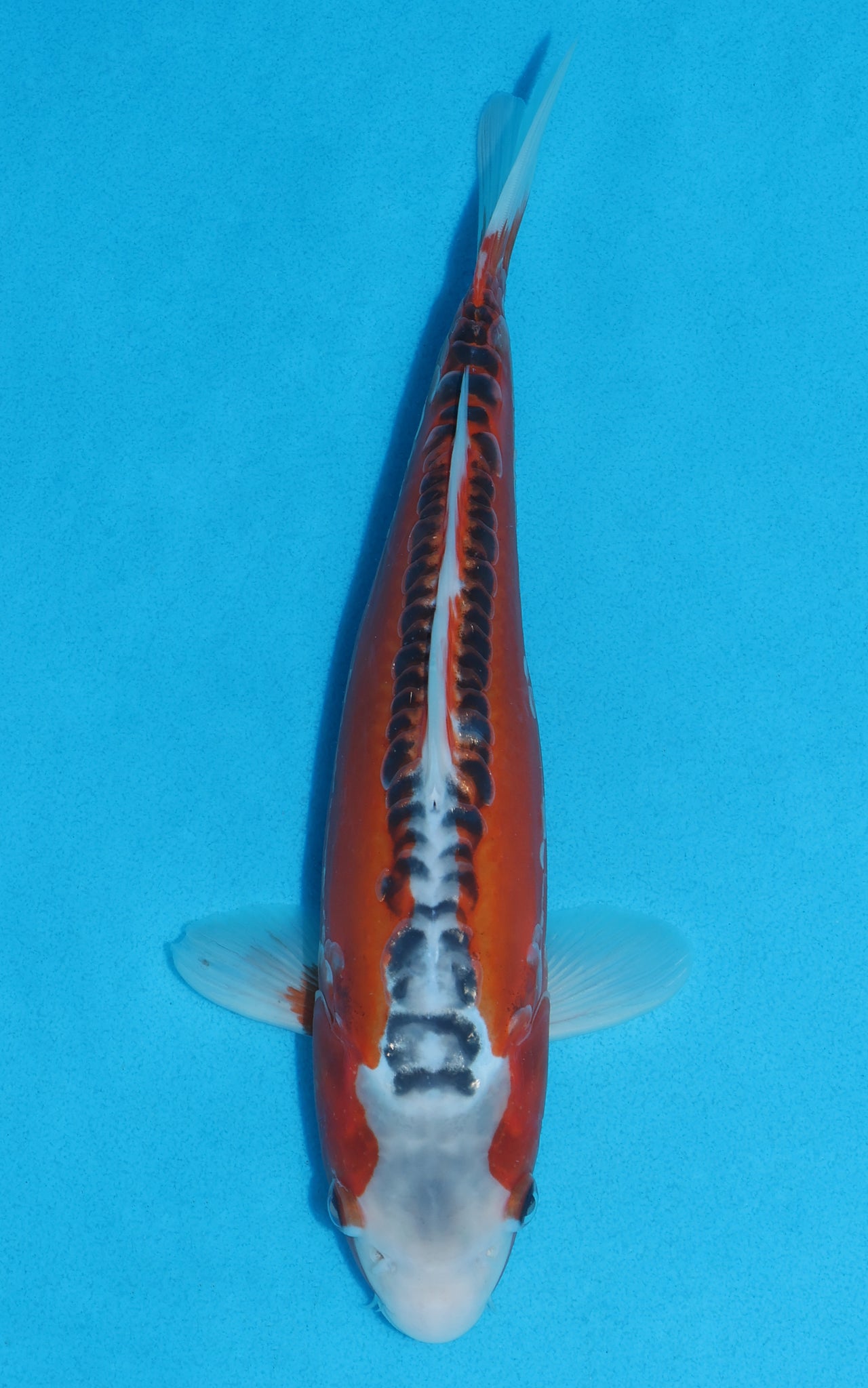 Shusui - 29cm REF:13202