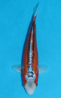 Thumbnail for Shusui - 29cm REF:13202