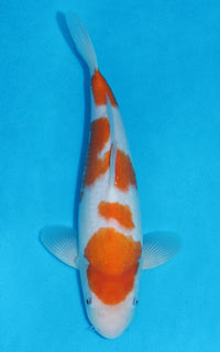 Thumbnail for Kohaku - 30cm REF:13203