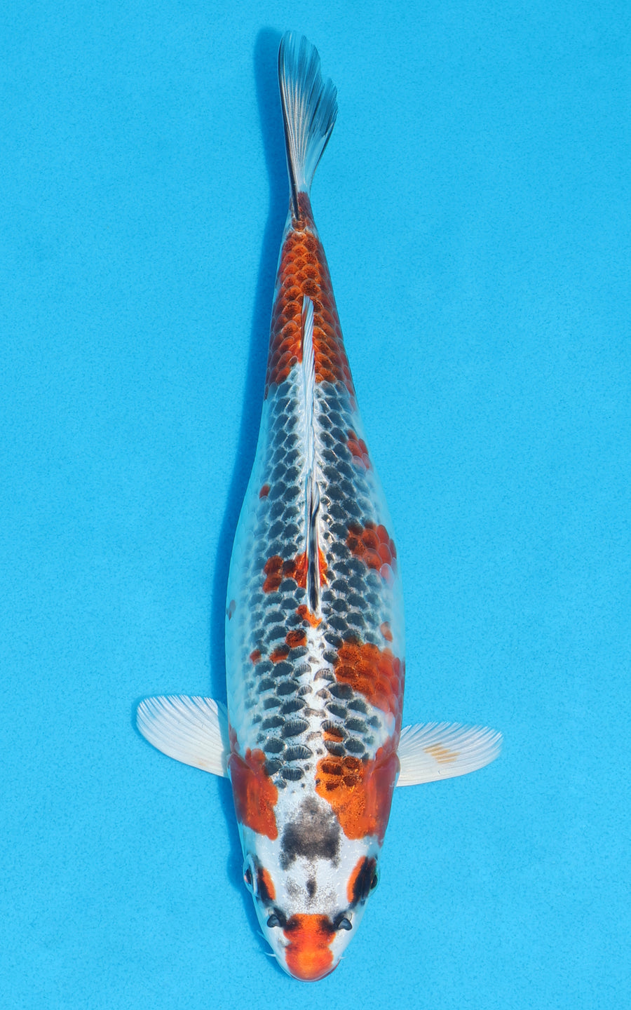 Kujaku - 27cm REF:13204