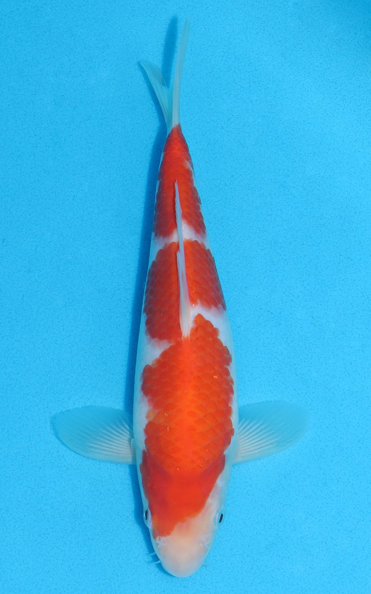 Kohaku - 23cm REF:70142