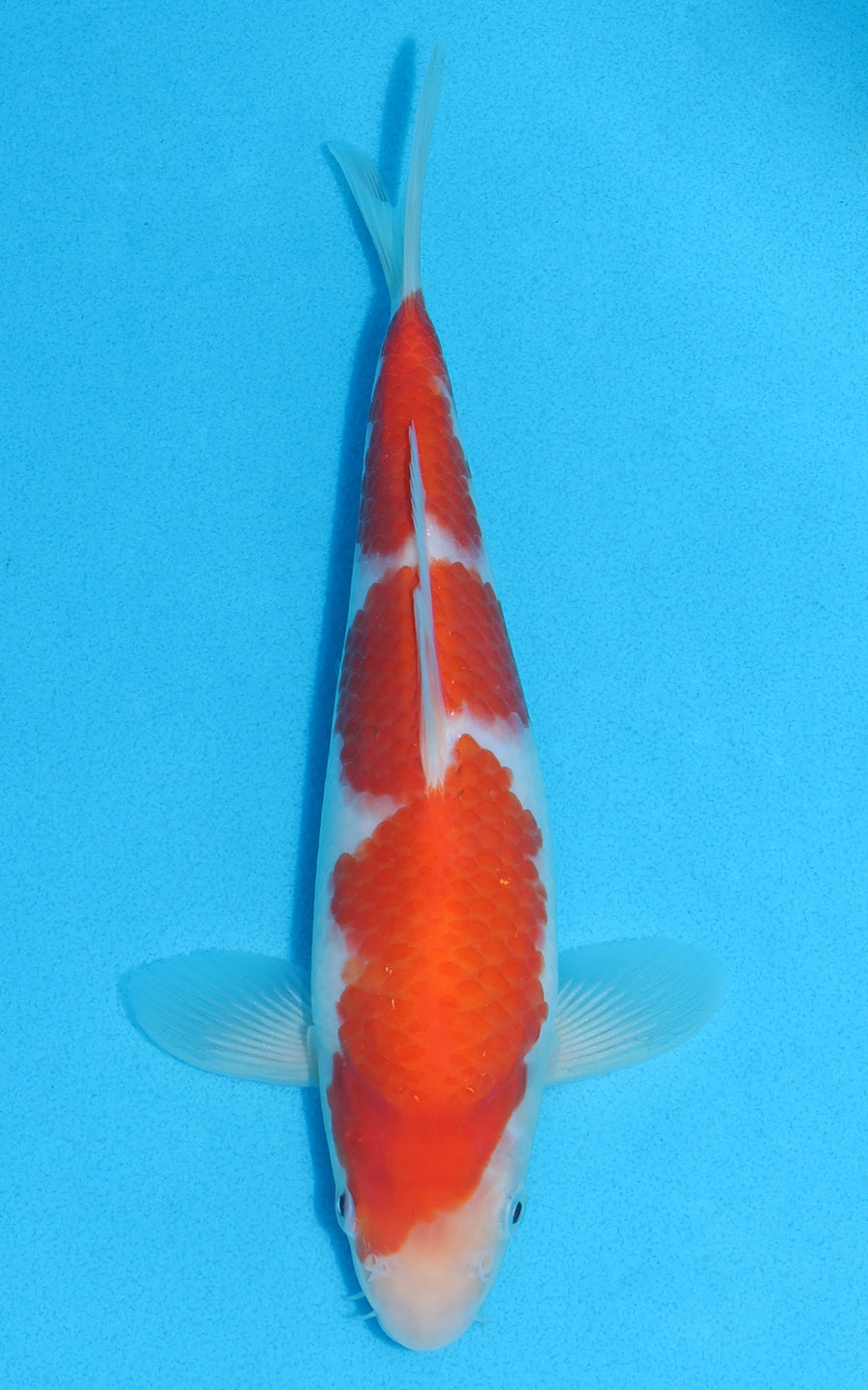 Kohaku - 23cm REF:70142