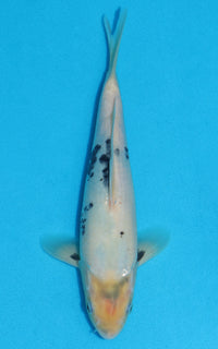 Thumbnail for Shiro Utsuri - 27cm REF:13205