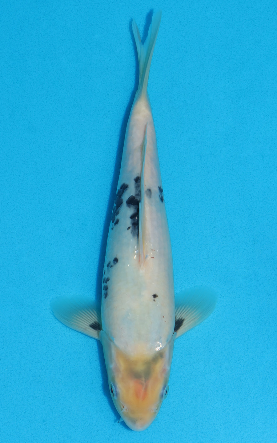 Shiro Utsuri - 27cm REF:13205