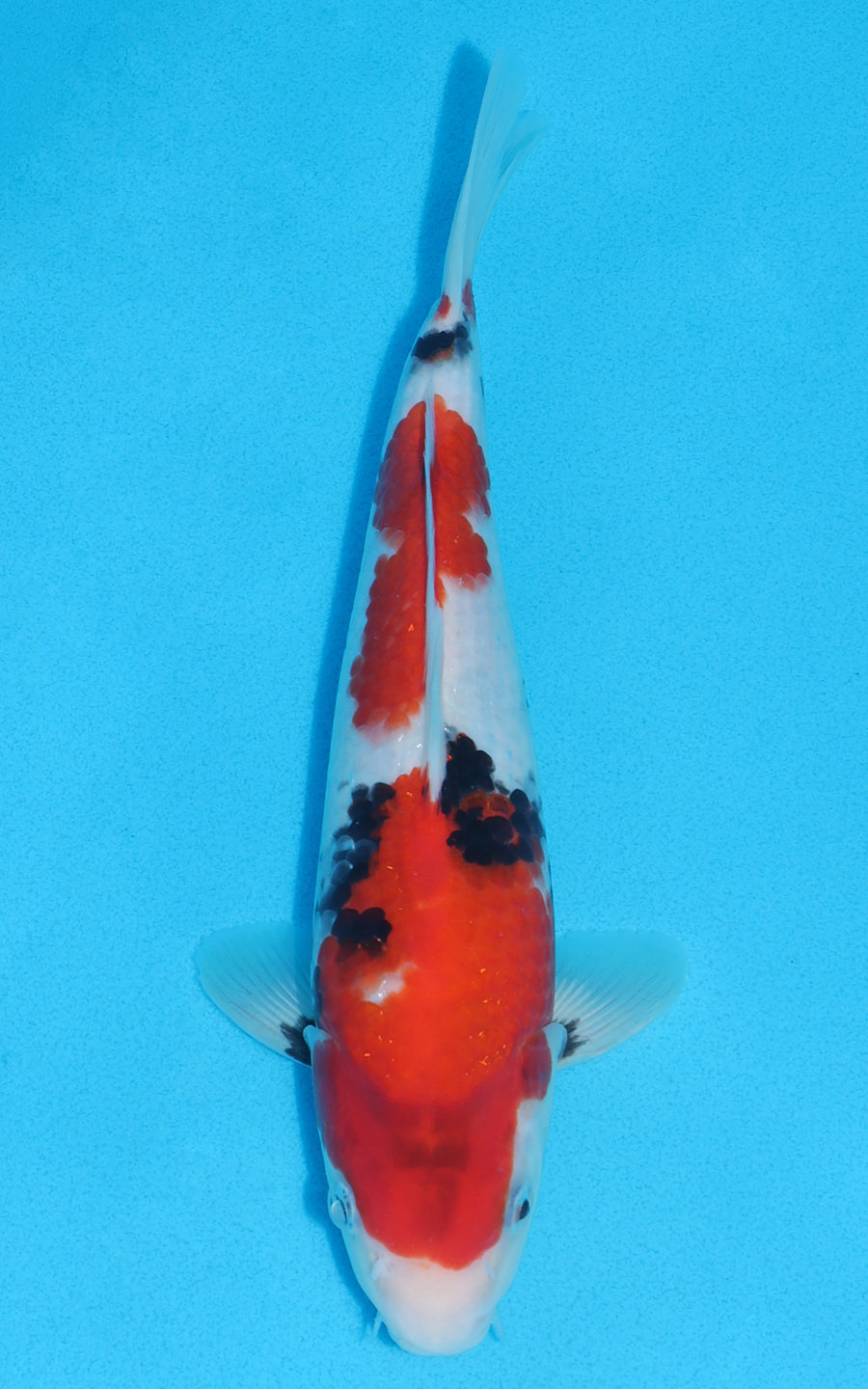 Showa - 26cm REF:13207