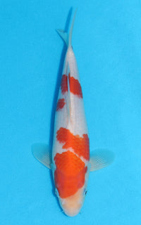 Thumbnail for Kohaku - 25cm REF:13208