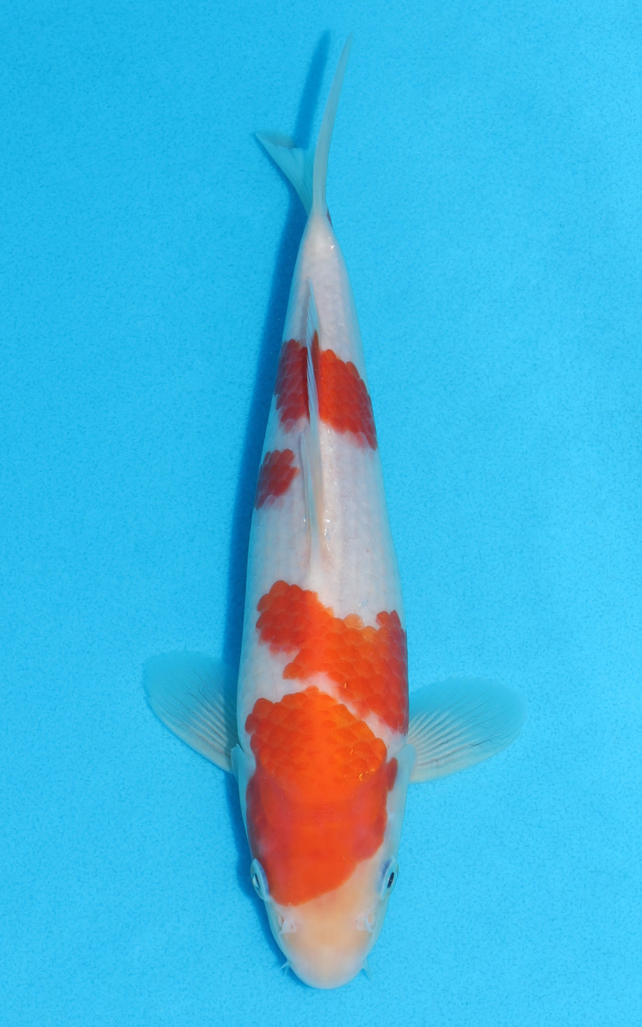 Kohaku - 25cm REF:13208