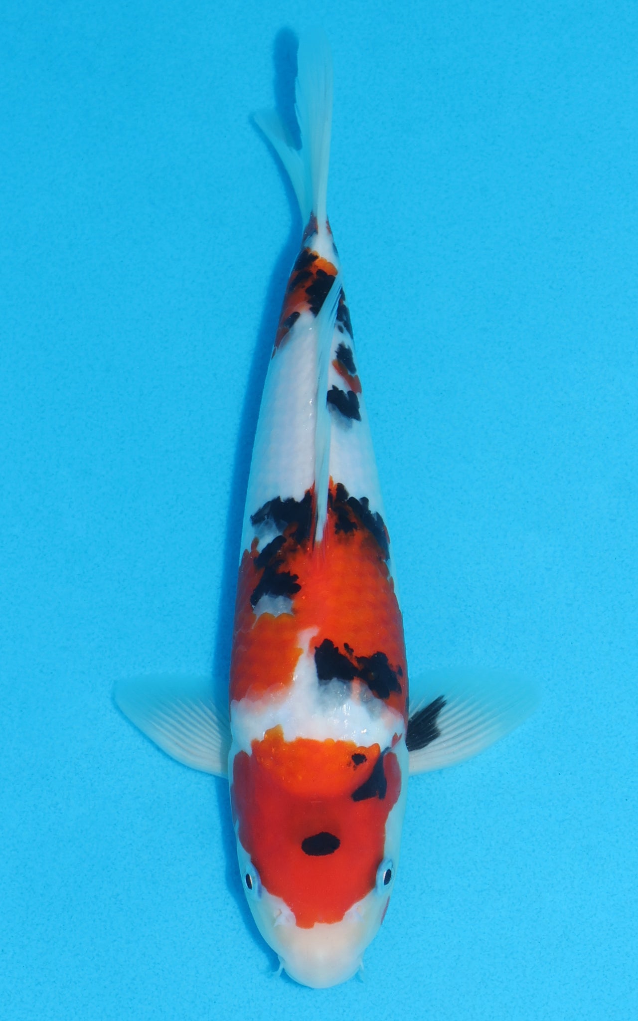 Sanke - 25cm REF:13209