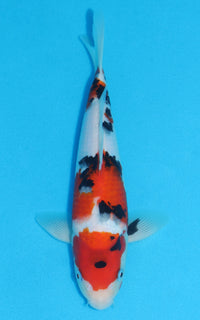 Thumbnail for Sanke - 25cm REF:13209