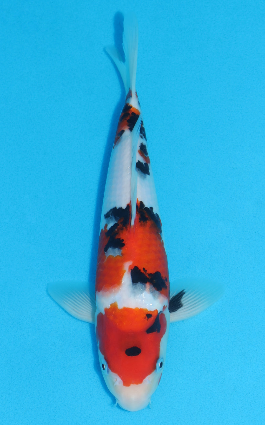 Sanke - 25cm REF:13209