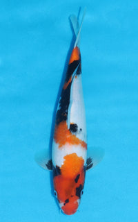 Thumbnail for Showa - 28cm REF:13210