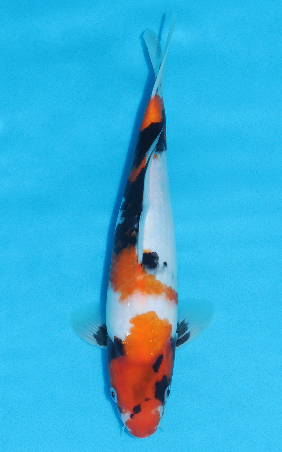 Showa - 28cm REF:13210