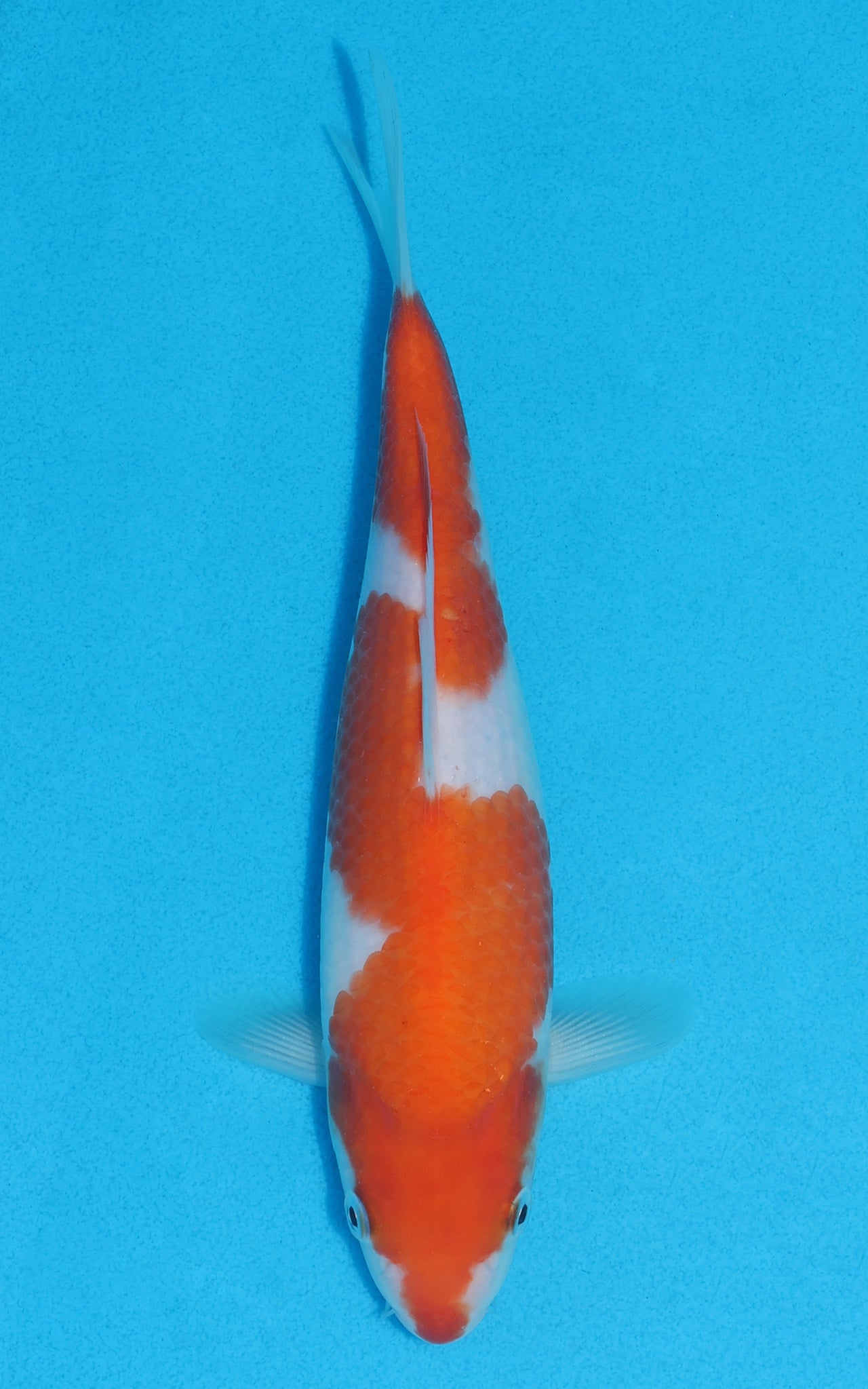 Kohaku - 22cm REF:70144