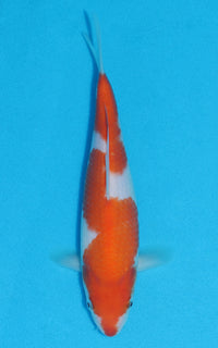 Thumbnail for Kohaku - 22cm REF:70144