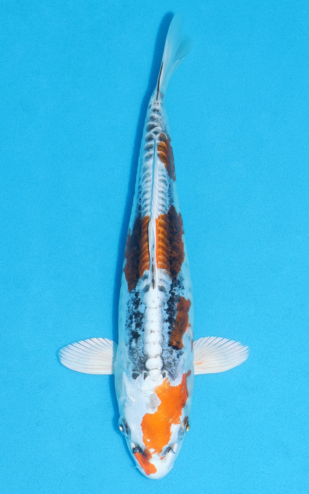 Doitsu Kujaku - 28cm REF:13211