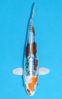 Thumbnail for Doitsu Kujaku - 28cm REF:13211