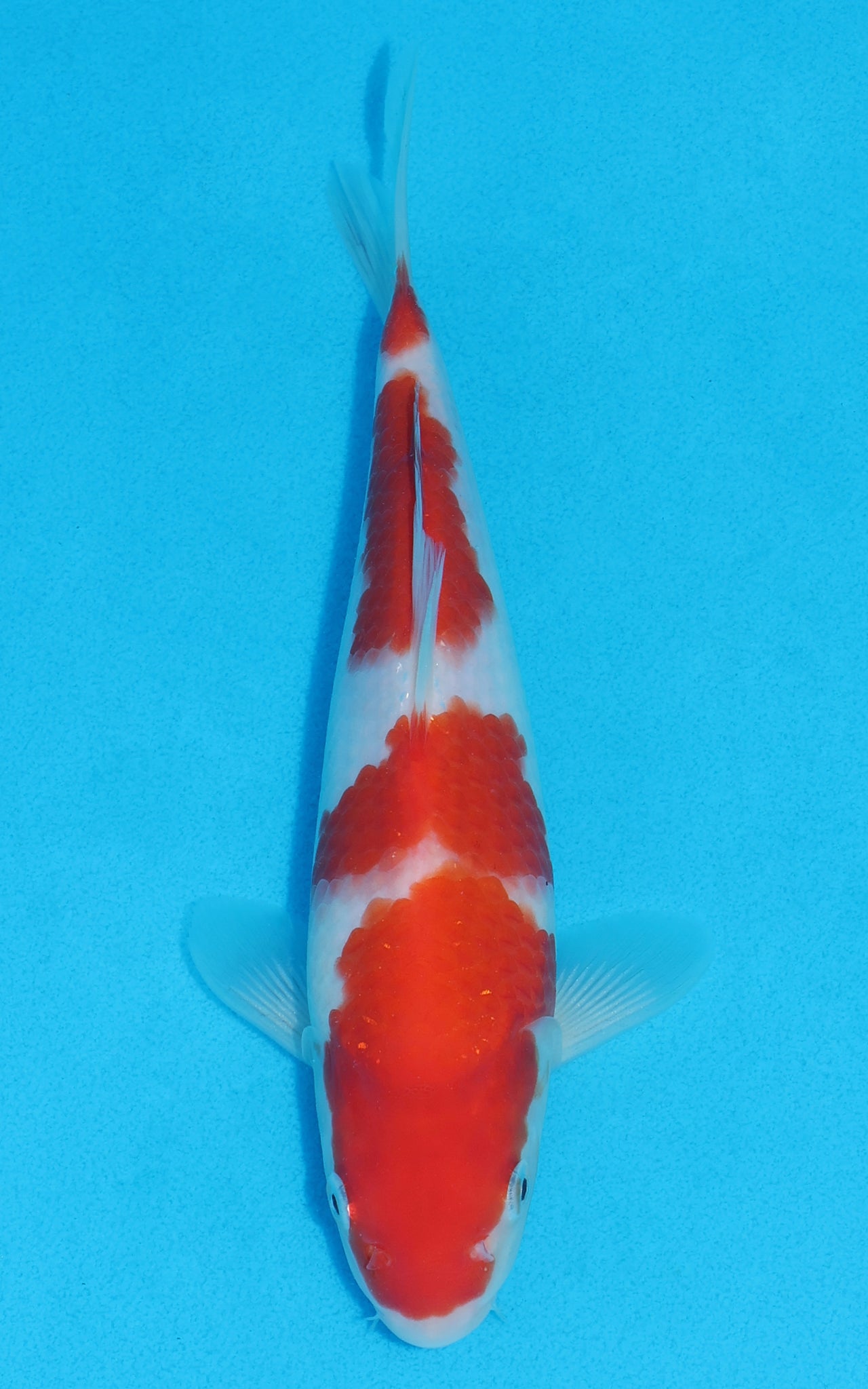 Kohaku - 24cm REF:70145