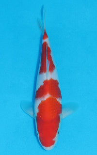 Thumbnail for Kohaku - 24cm REF:70145