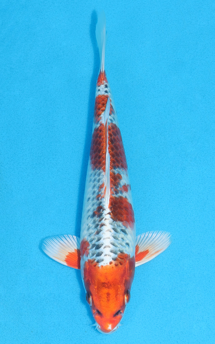 Kujaku - 23cm REF:70146