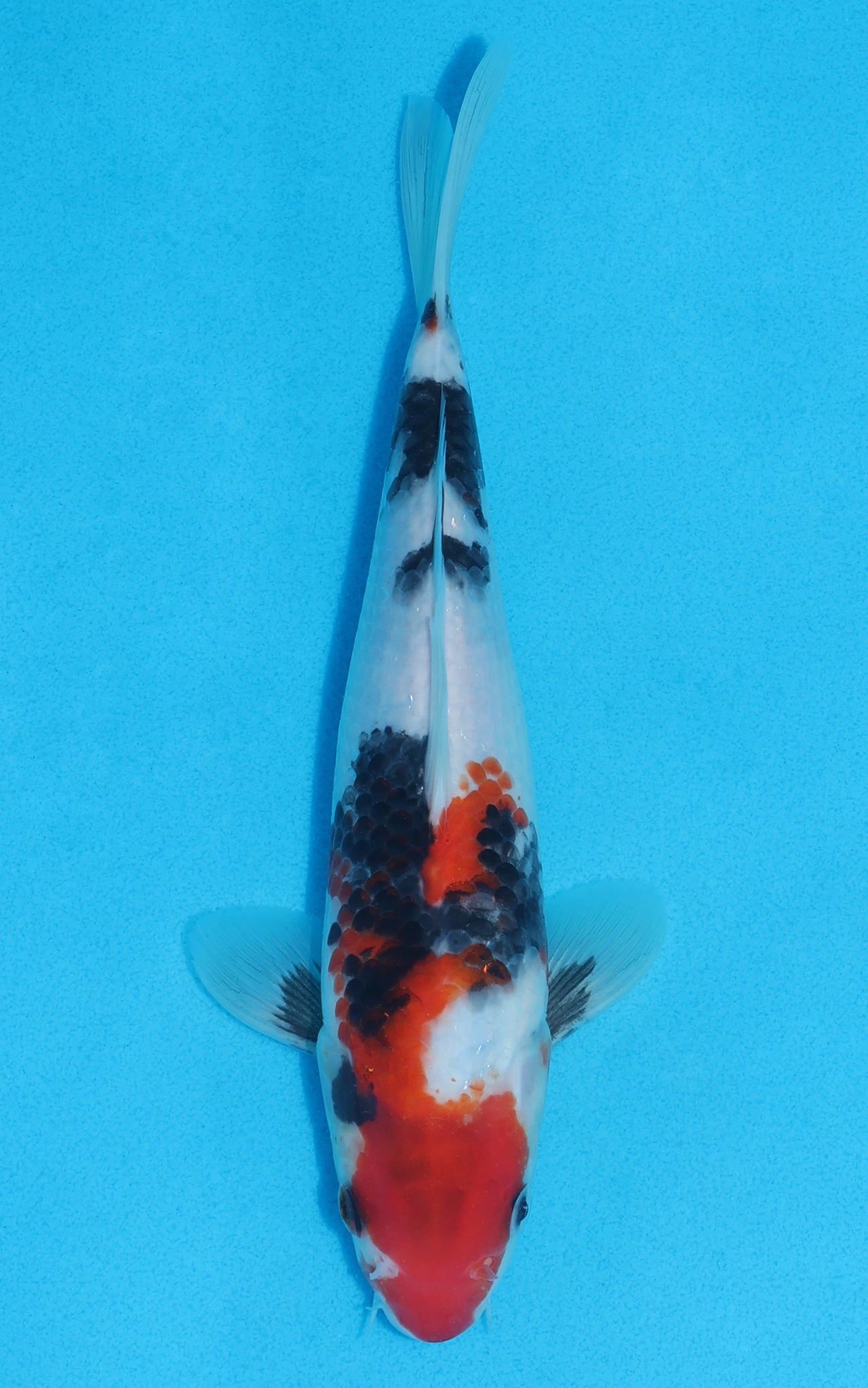 Showa - 24cm REF:70148