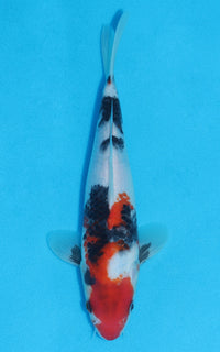 Thumbnail for Showa - 24cm REF:70148