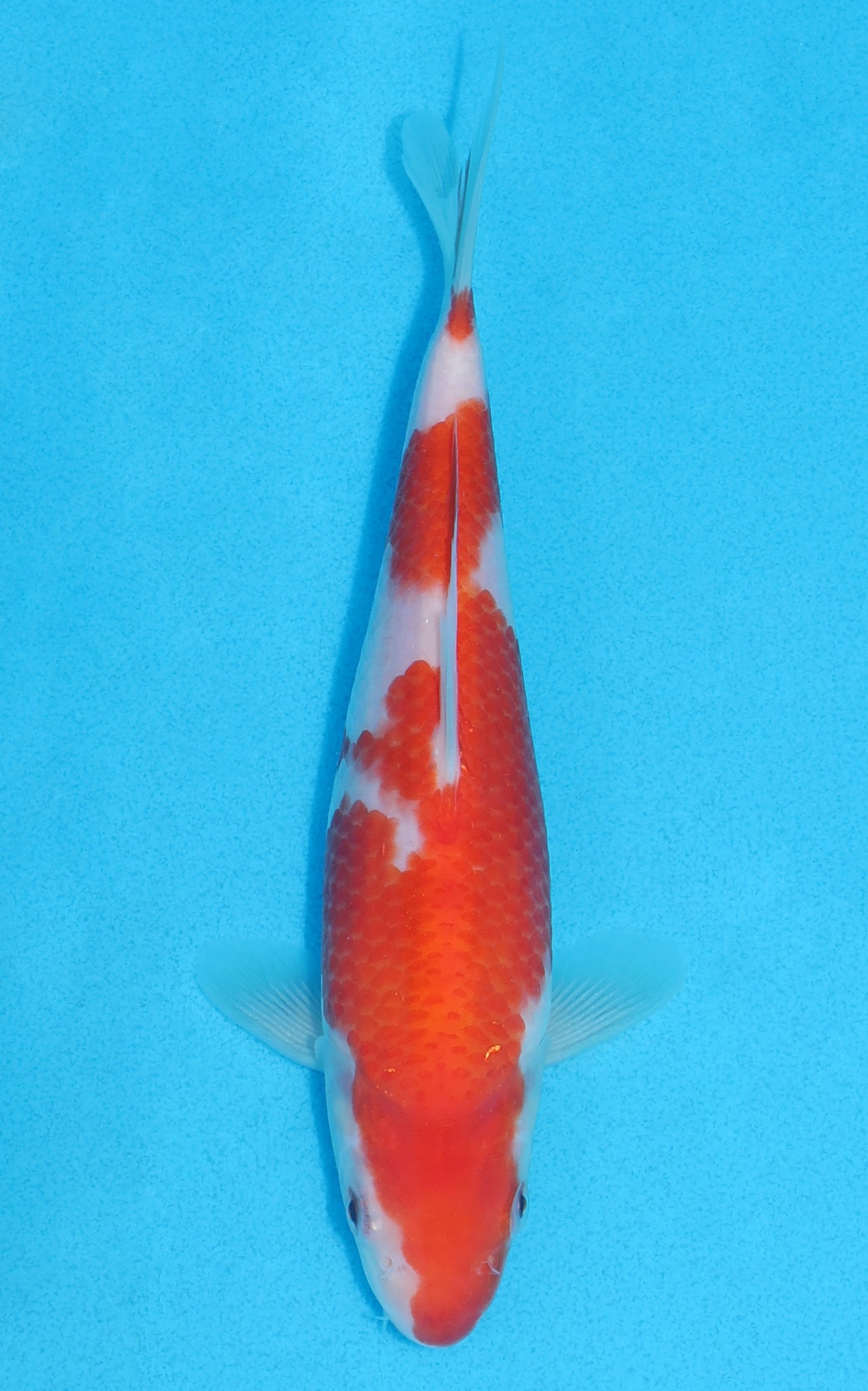 Kohaku - 20cm REF:70149