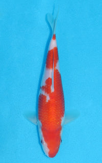 Thumbnail for Kohaku - 20cm REF:70149