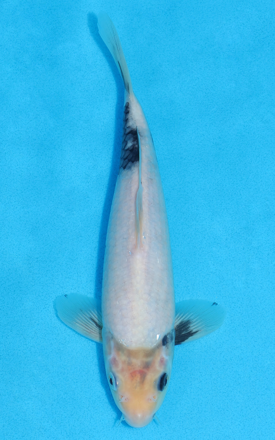 Shiro Utsuri - 23cm REF:70150